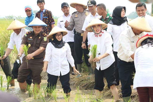 Harga Fleksibilitas, Solusi PJ Pajale Jabar Atasi Gejolak Harga Panen Raya Indramayu